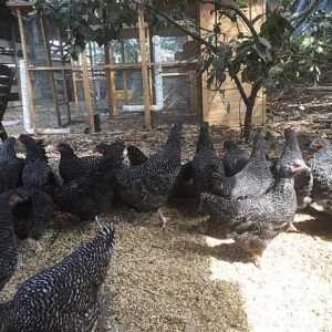 Barred Utility Point of Lays