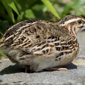 Japanese Quails