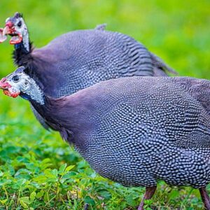 Guinea Fowl Archives - Heritage Poultry and Produce