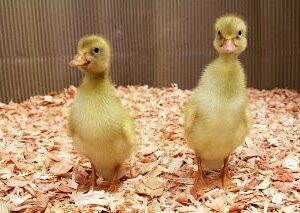 Indian Runner Ducklings
