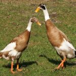 Indian Racing Drake Bird Ducks Archives - Heritage Poultry and Produce
