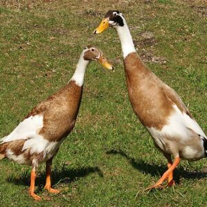 Indian Runner Drakes