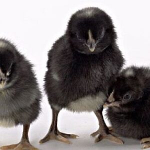 Barred Utility Chicks (unsexed)