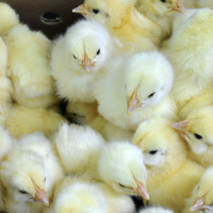 Commercial Meat Chicks
