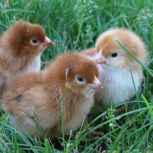 Speckled Sussex day old chicks