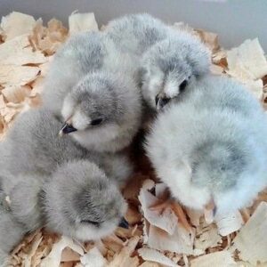 Aracauna chicks (unsexed)