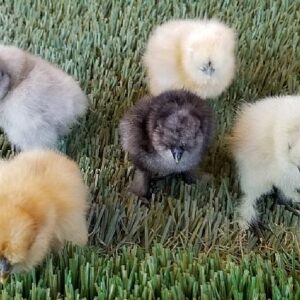 Silkie Bantam Chicks (unsexed)