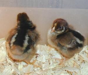 Barnevelder Chicks (unsexed)