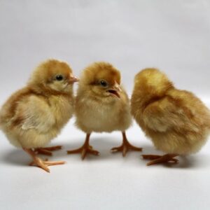 Hybrid Brown day old chicks (sexed)