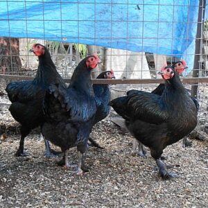 Langshan Point of Lays