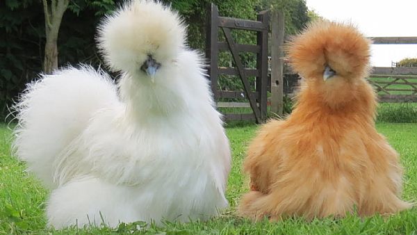 Silkie Bantam Pullets - Heritage Poultry and Produce