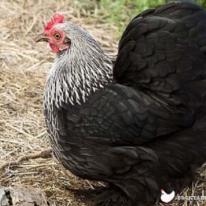 Pekin Bantam Pullets