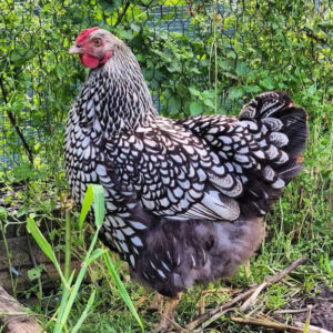 Silver Laced Wyandotte Point of Lays