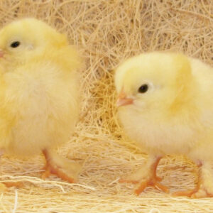 Brahma Chicks (unsexed)