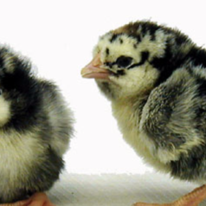 Silver Laced Wyandotte Chicks (unsexed)
