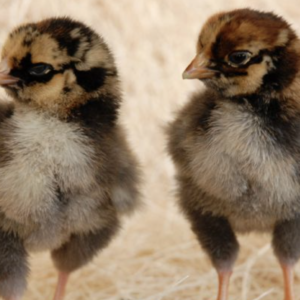 Gold Laced Wyandotte chicks (unsexed)