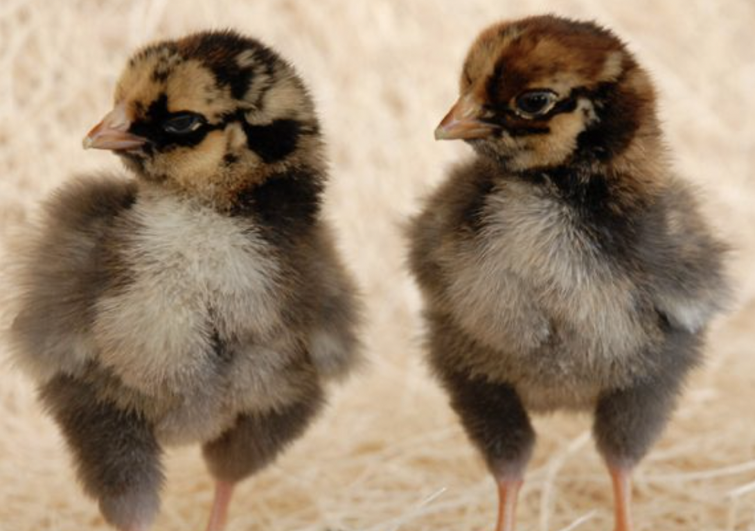 Gold Laced Wyandotte chicks (unsexed) Heritage Poultry and Produce