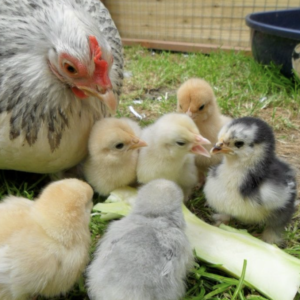 Pekin Bantam Chicks (unsexed)
