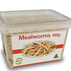 Live Mealworms