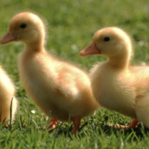 Pekin Ducklings