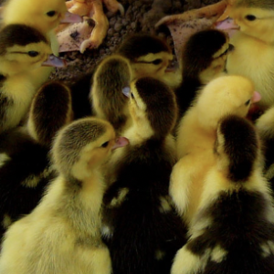 Muscovy Ducklings