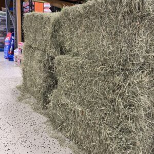 Rhodes Grass