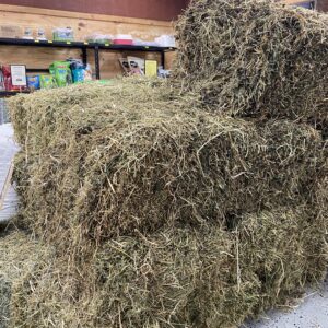 Grassy Lucerne