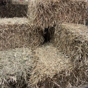 Shedded Grassy Lucerne