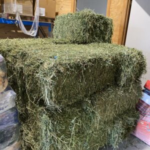 Prime Lucerne