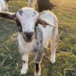 Baby goats at heritage farm animal nursery