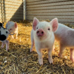 Heritage Farm Animal Nursery