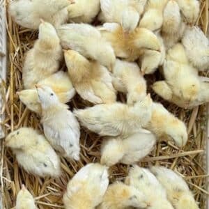 Aus-White Day Old Chicks sexed