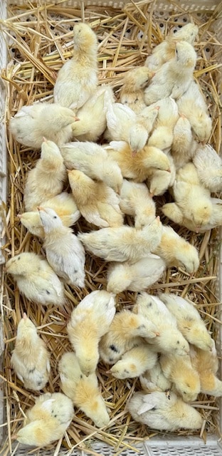 Aus-White Day Old Chicks sexed