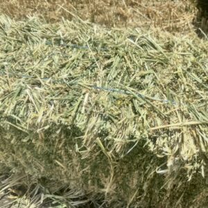 Barley Hay
